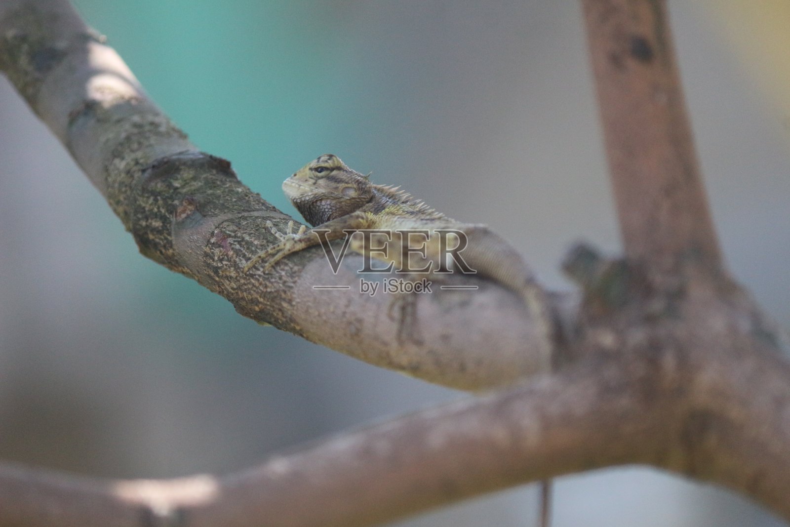 变色龙，一种可以变色的动物。照片摄影图片