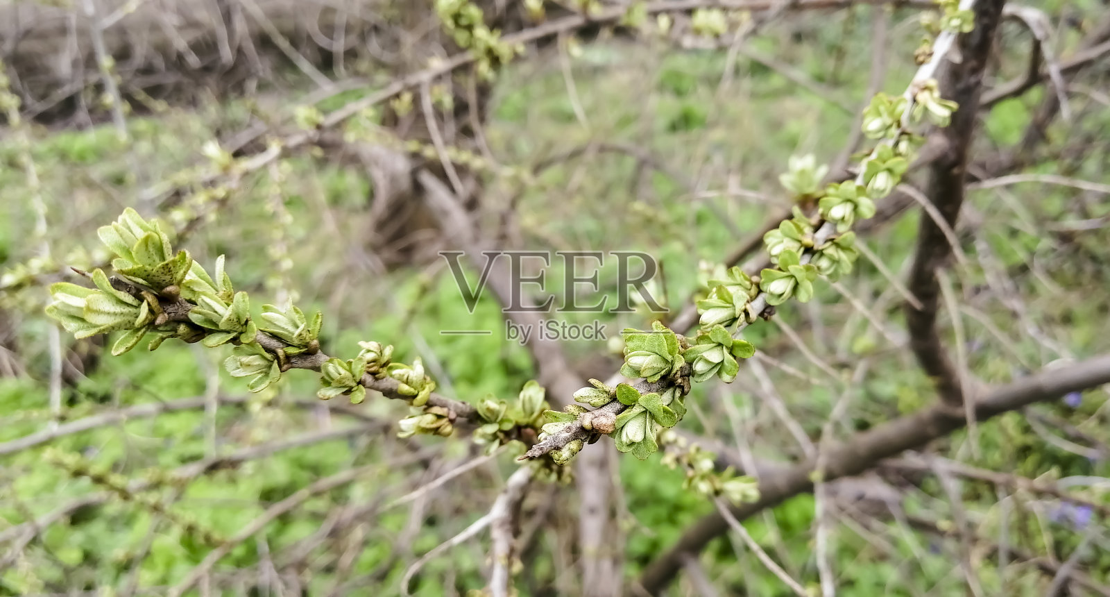 早春时节的沙棘分枝。沙棘上的花蕾。花蕾:有许多花蕾的嫩枝照片摄影图片