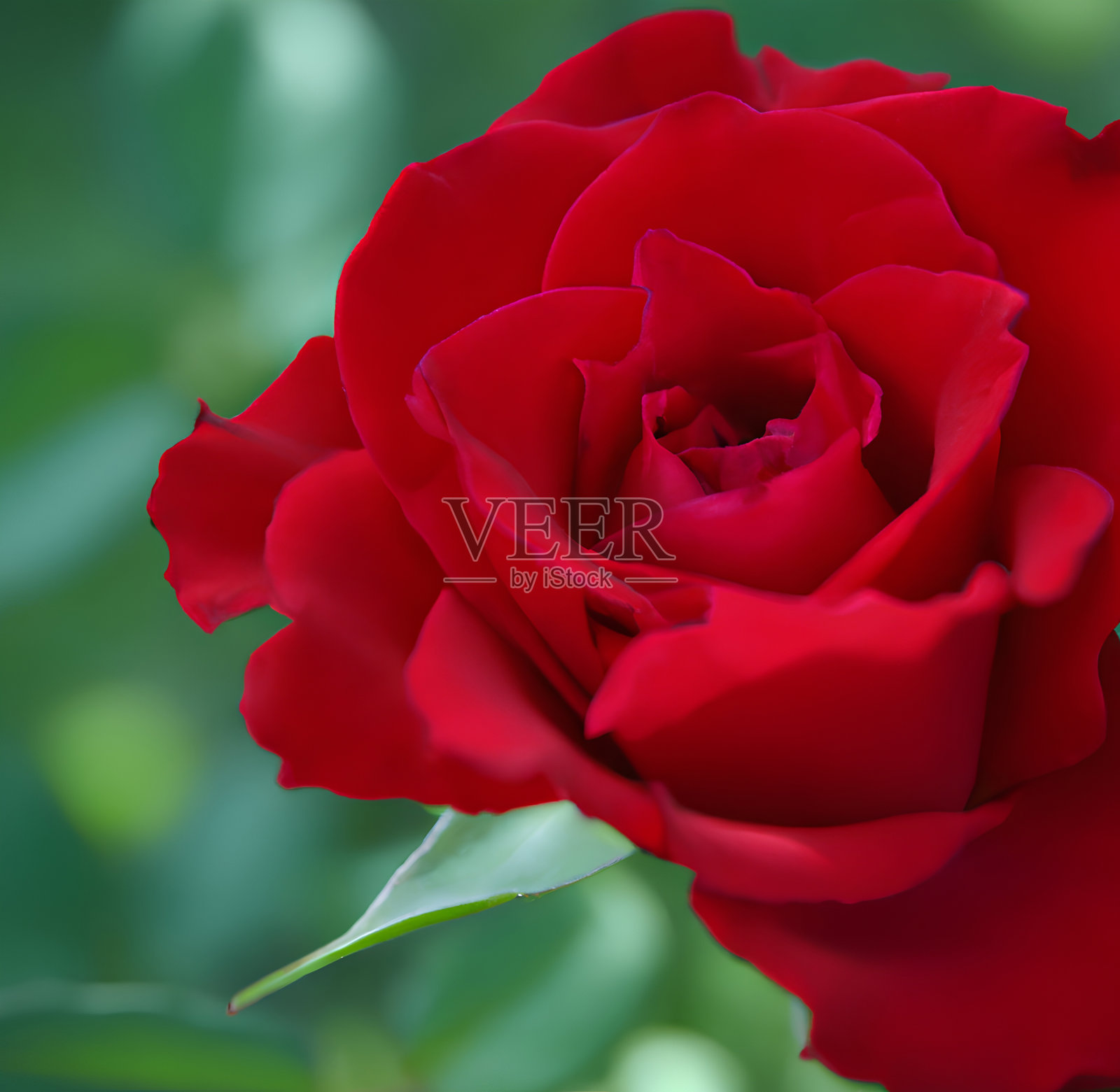 背景是一朵红玫瑰，玫瑰这个词在左边。照片摄影图片