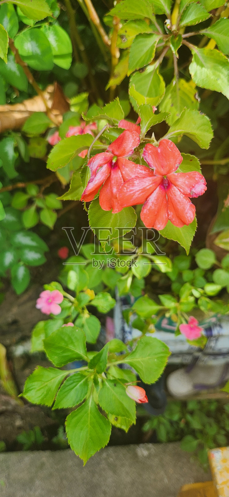 夏天美丽的花和植物照片摄影图片