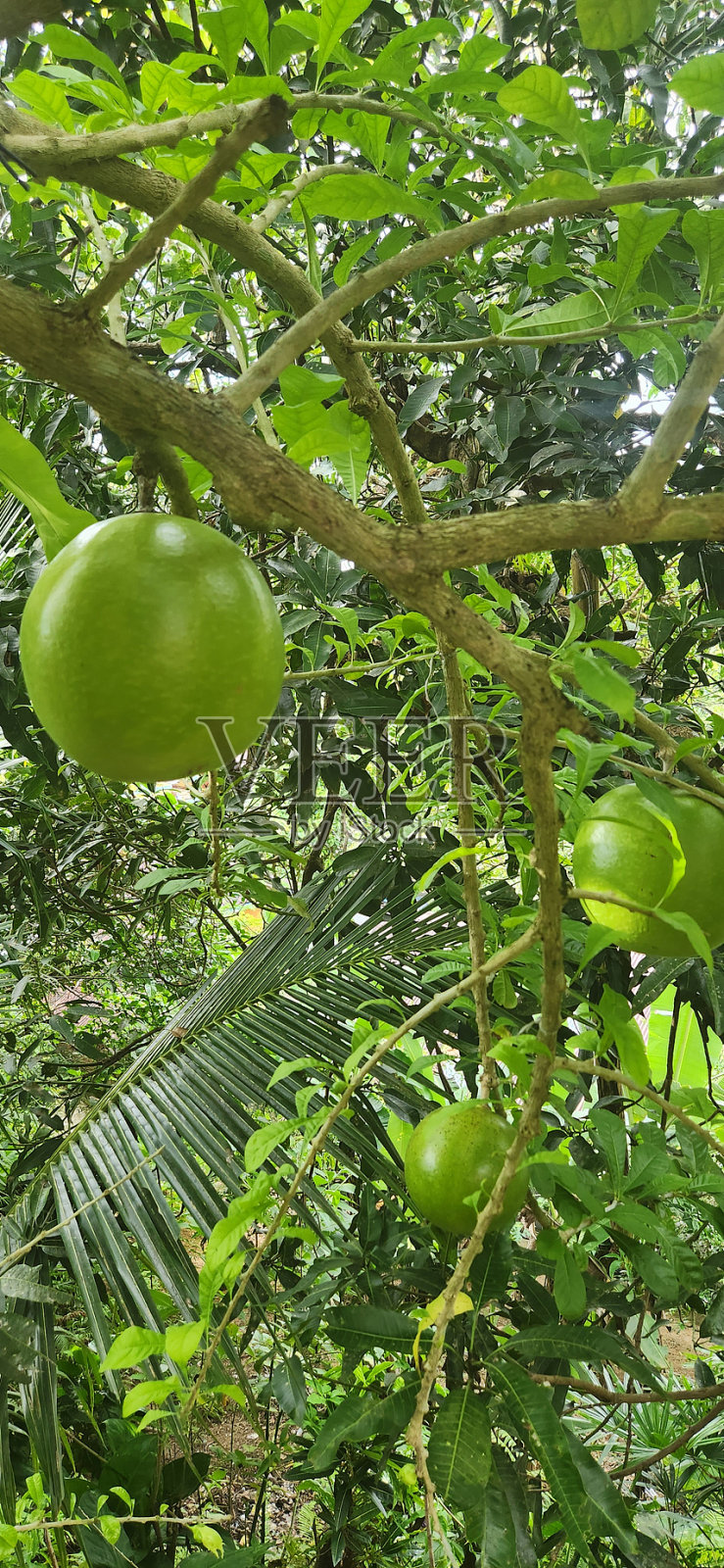 夏天美丽的花和植物照片摄影图片