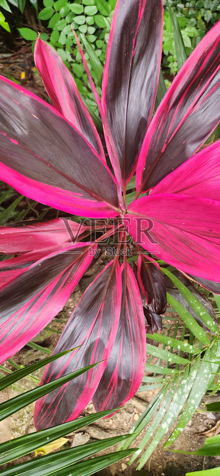 夏天美丽的花和植物照片摄影图片