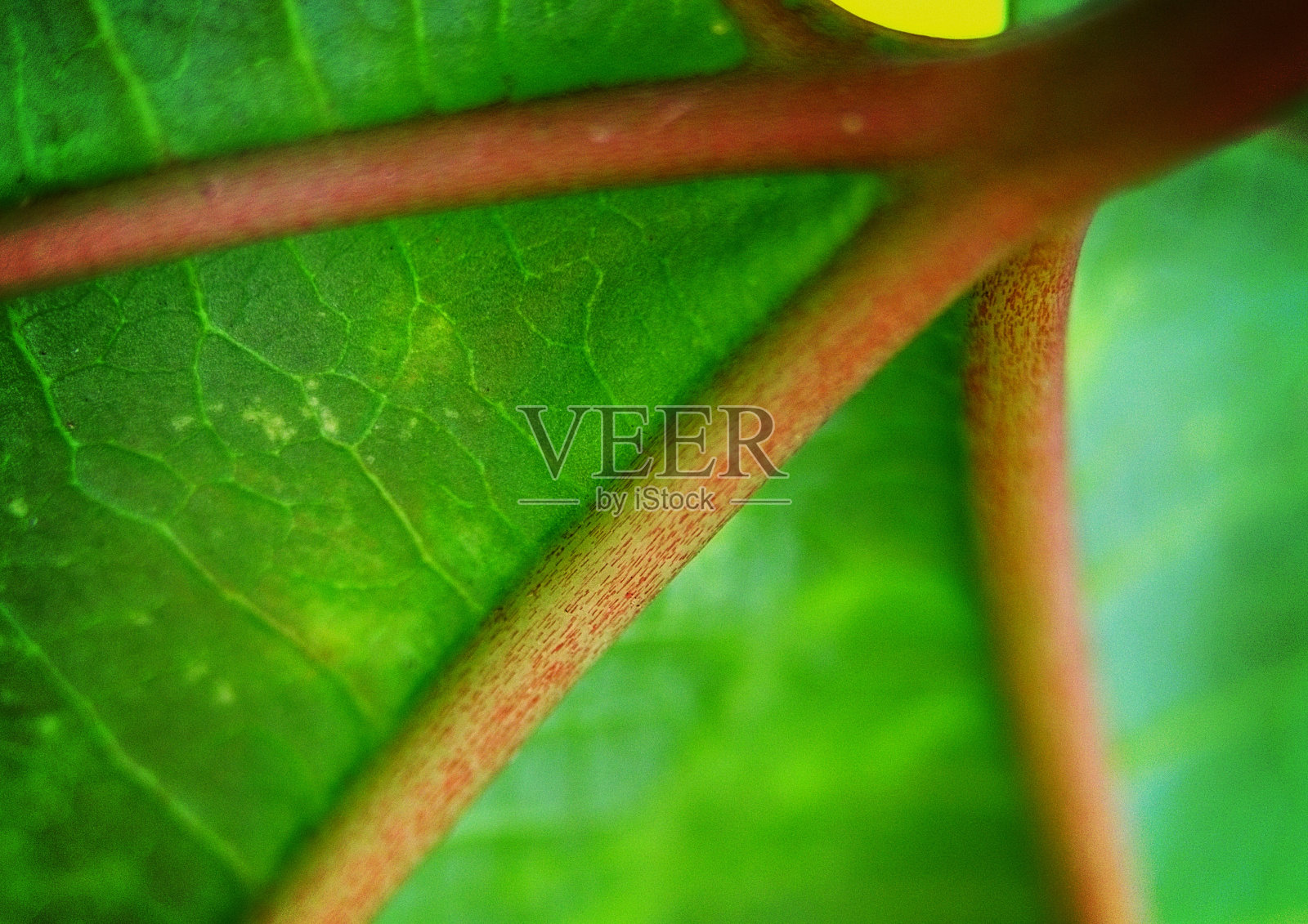 百香果叶和茎照片摄影图片