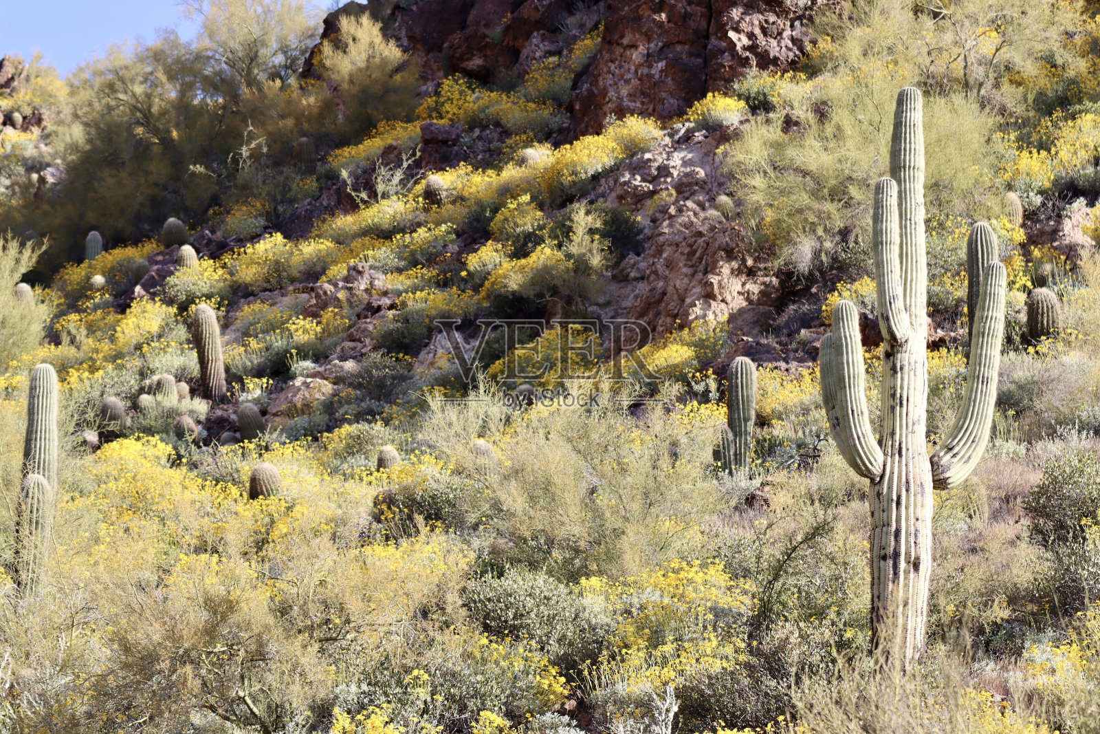 美丽的索诺兰沙漠照片摄影图片