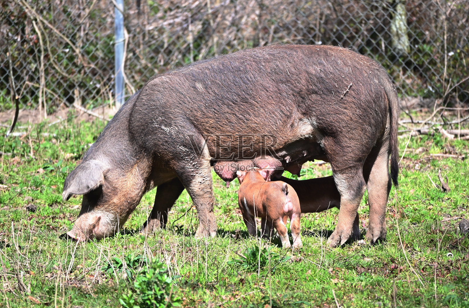 母猪和小猪照片摄影图片