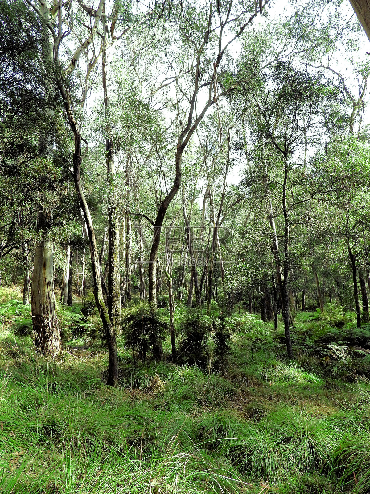 布莱特，维多利亚，澳大利亚照片摄影图片