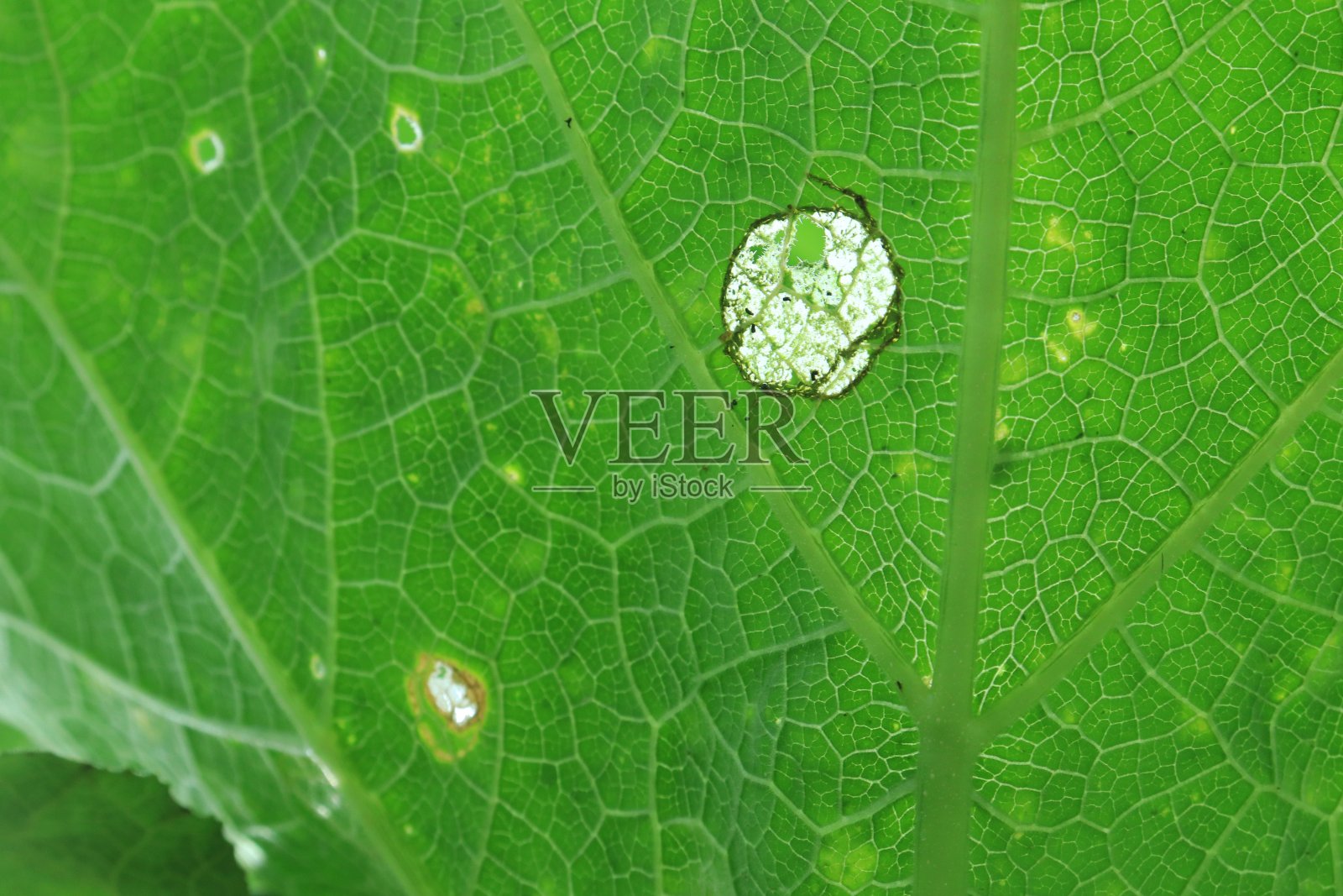 病虫害对南瓜叶片质地的损害和叶片老化照片摄影图片