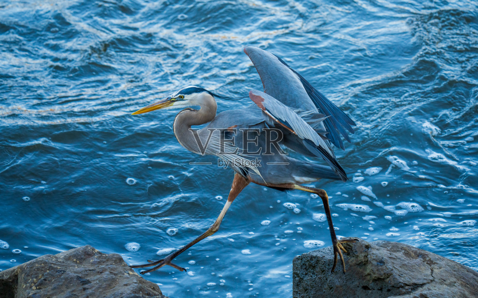 大蓝鹭钓鱼照片摄影图片