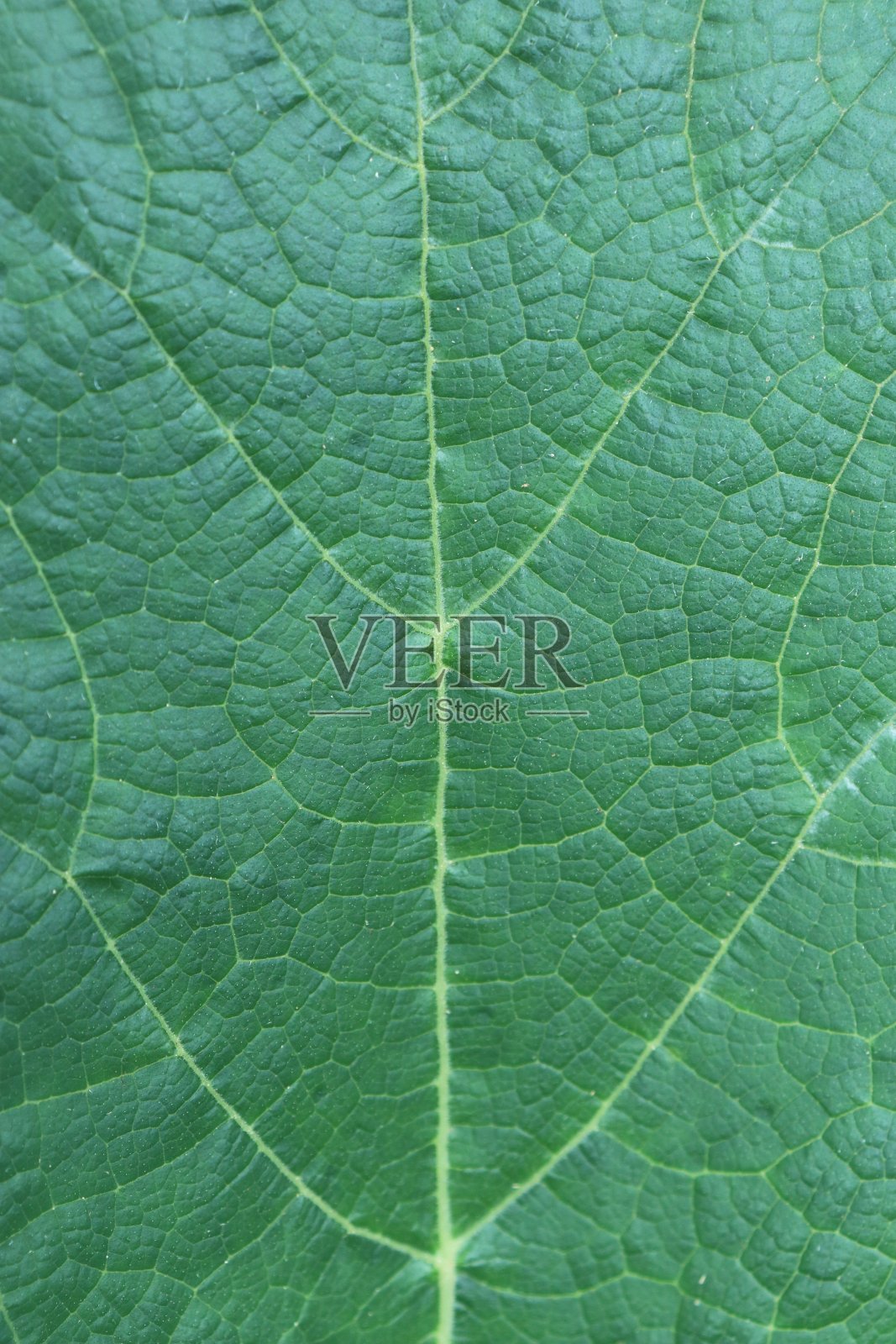 南瓜叶的质地。照片摄影图片