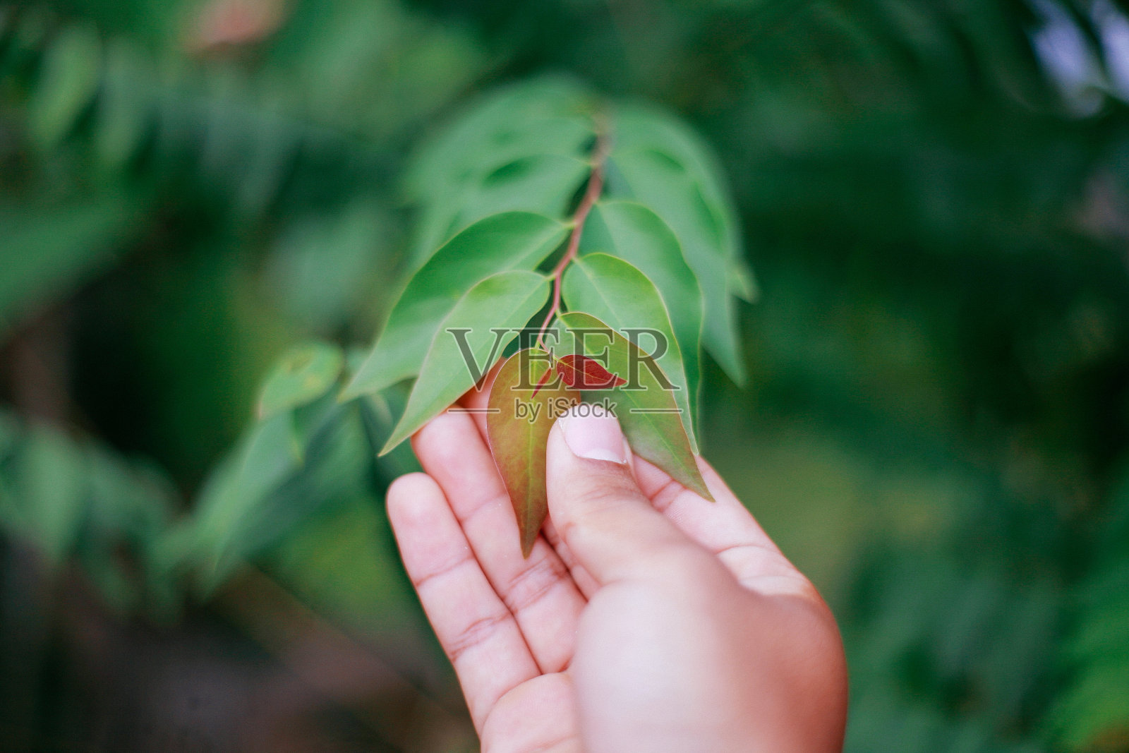 感人的叶子照片摄影图片