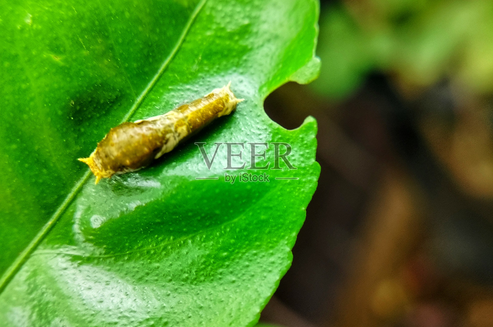 毛毛虫照片摄影图片