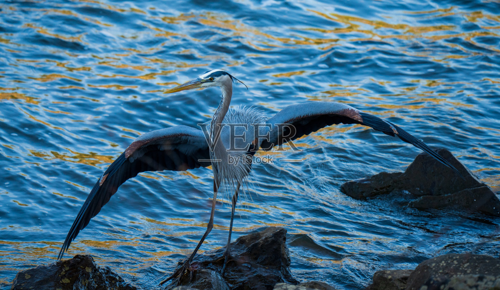 大蓝鹭钓鱼照片摄影图片