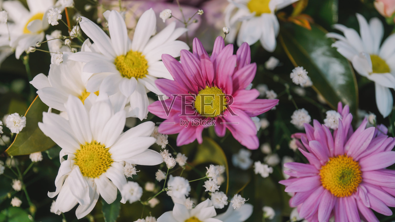 春天的花朵背景。春花背景照片摄影图片