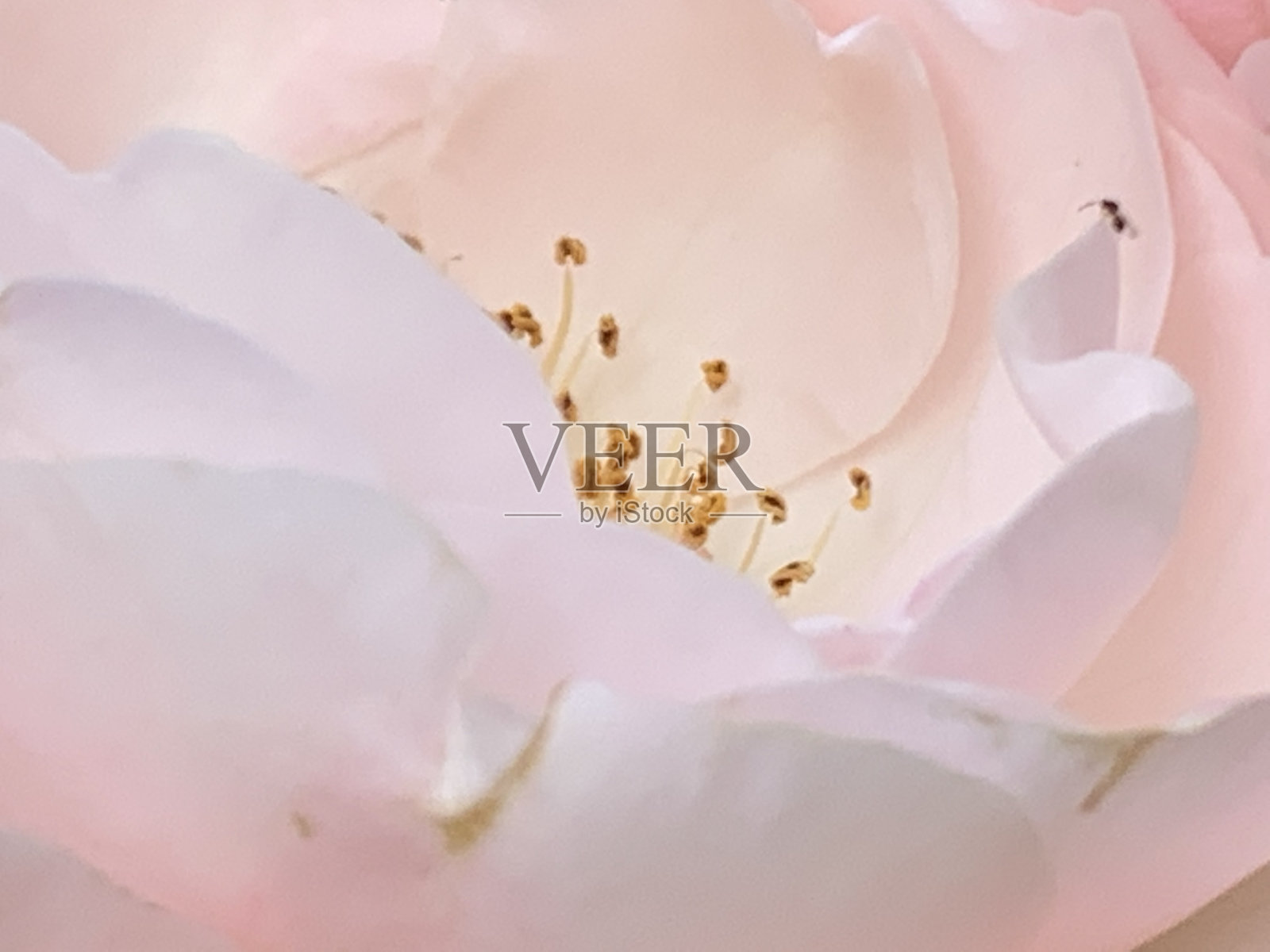 粉红玫瑰特写照片摄影图片