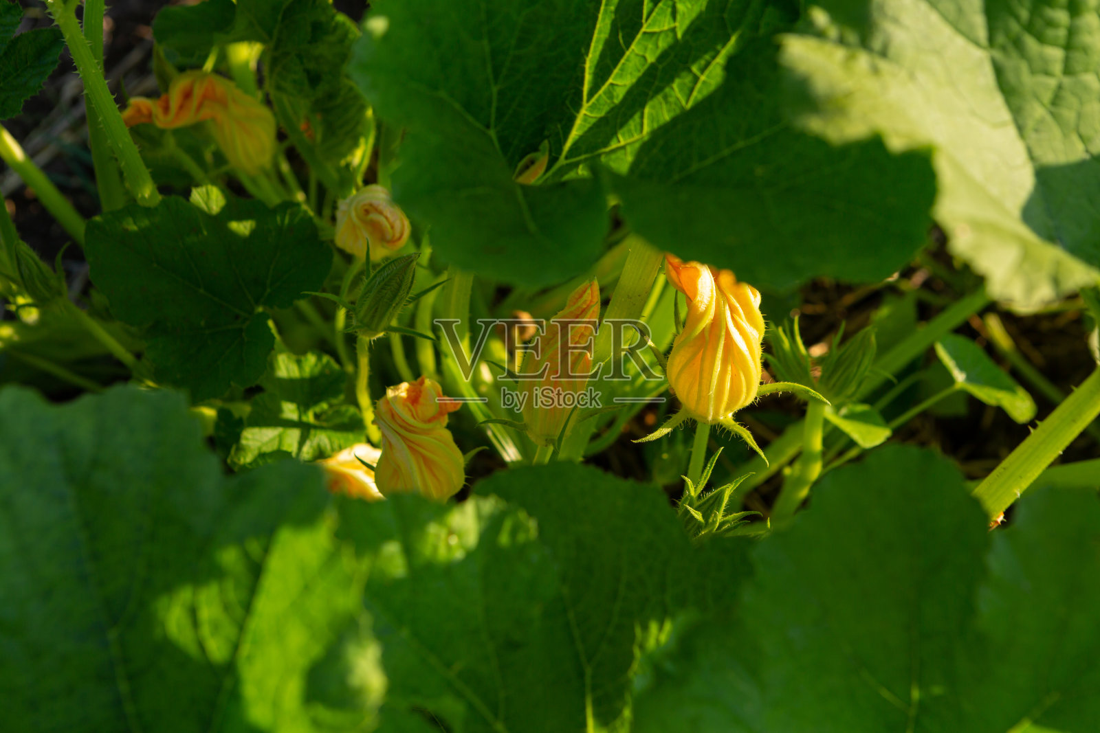 近距离的西葫芦植物与花卉蔬菜花园照片摄影图片