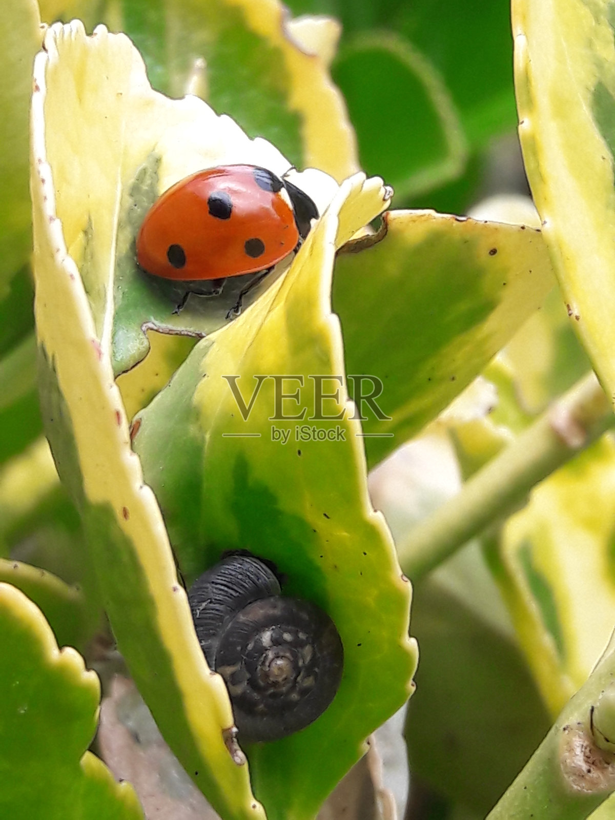 瓢虫和小蜗牛照片摄影图片
