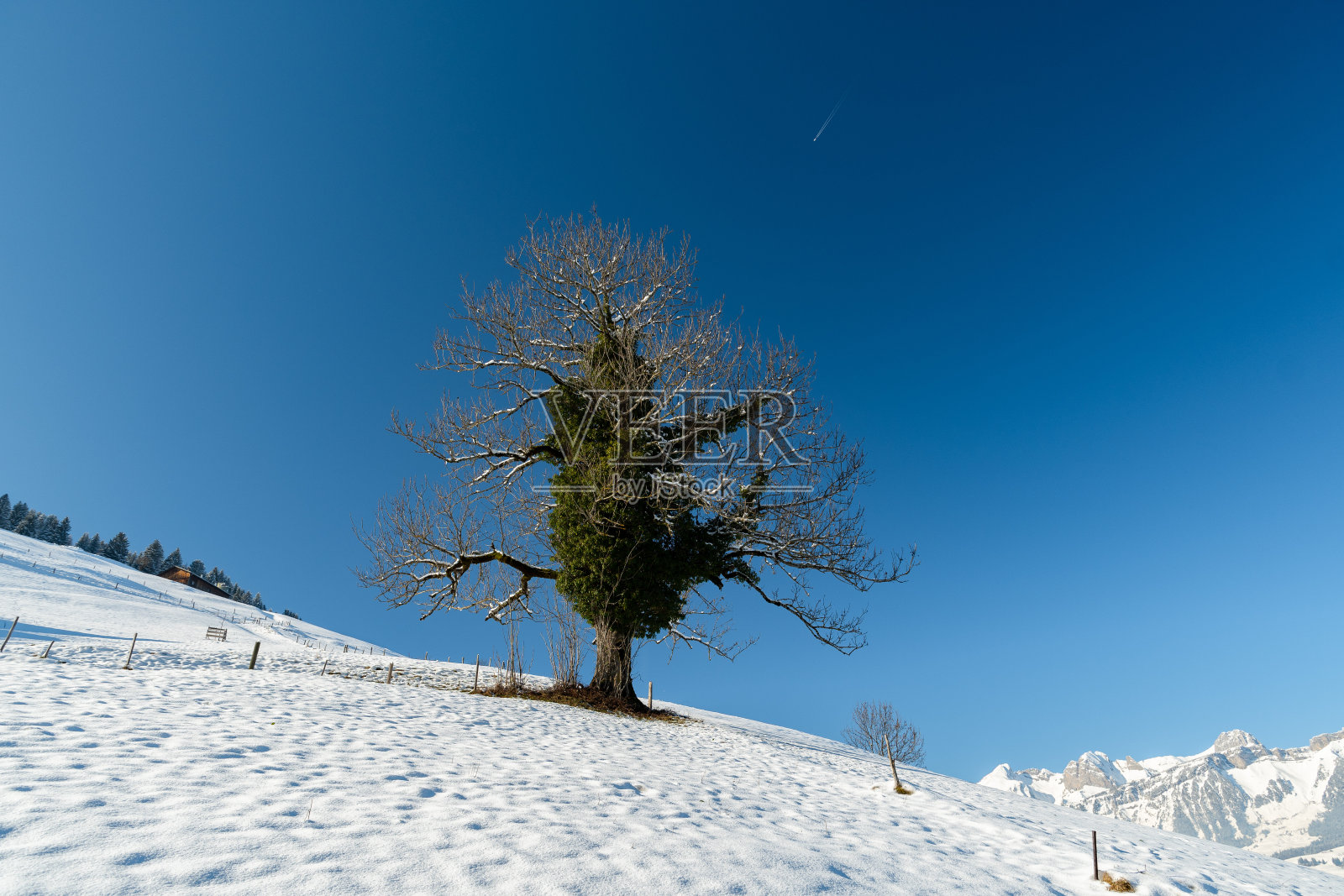 树在冬季景色在瑞士抓取照片摄影图片
