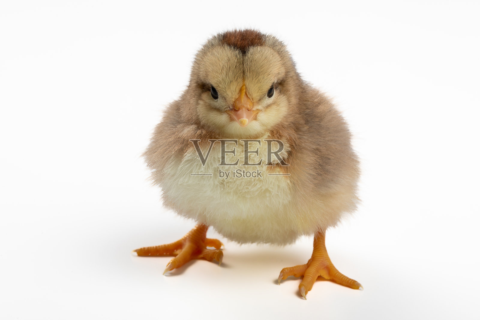 可爱的一天大棕色鸡宝宝在白色背景:完美的复活节和出生的概念照片摄影图片