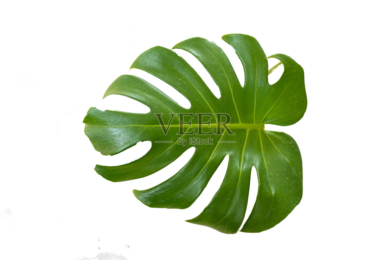 新鲜的叶子的怪物植物躺在孤立的白色背景与复制空间和剪辑路径。照片摄影图片