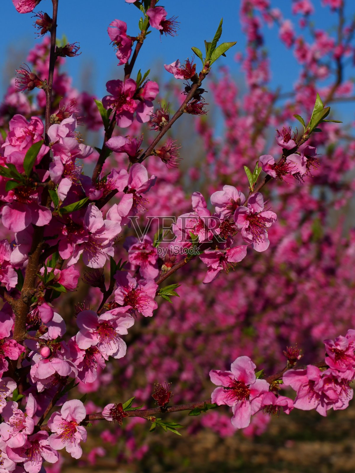 桃花盛开，春天在东比利牛斯山照片摄影图片