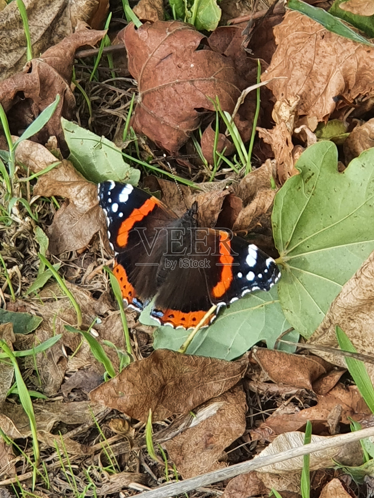 蝴蝶照片摄影图片