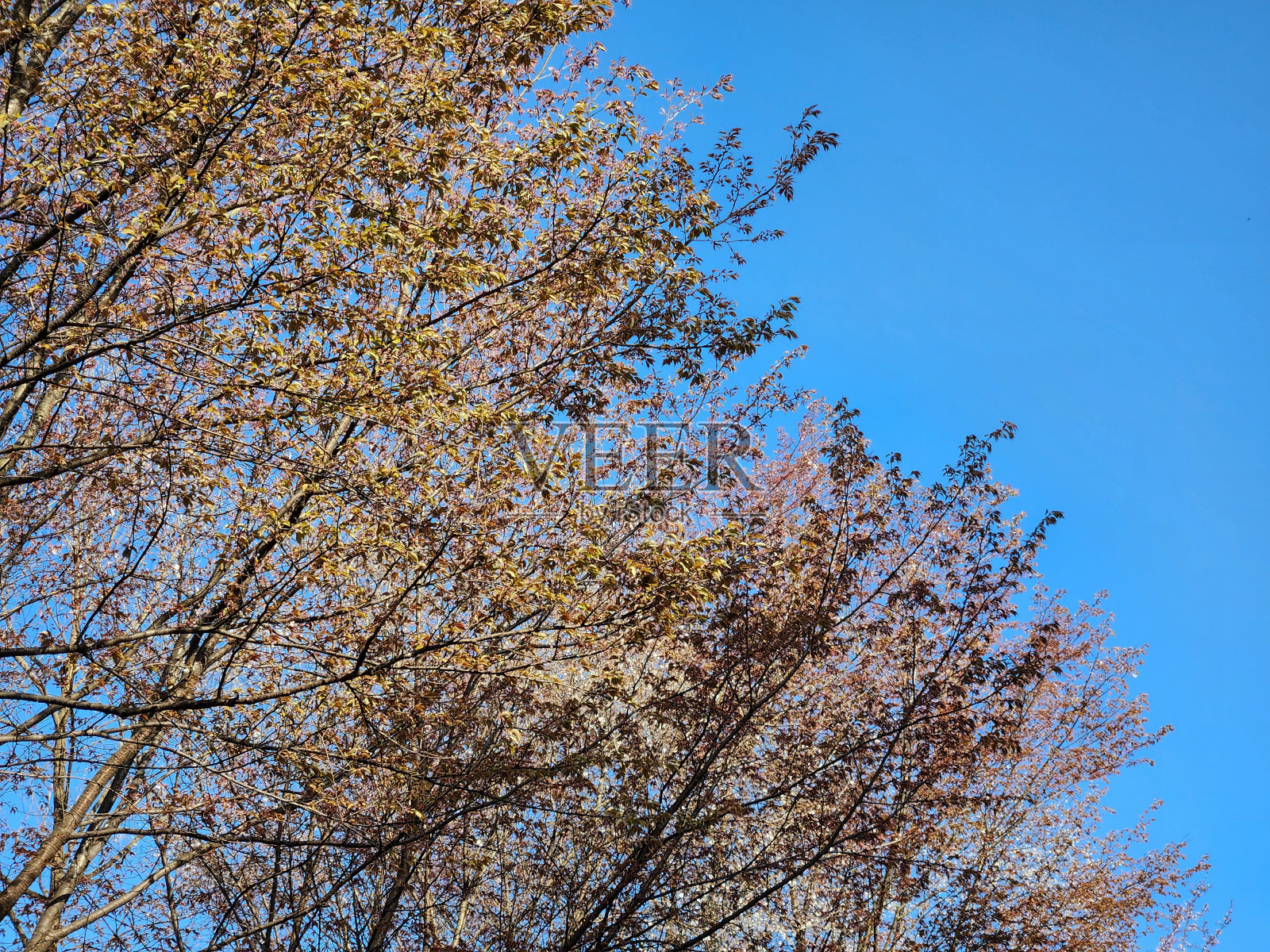在明亮的蓝天背景下，樱花已经凋谢。照片摄影图片