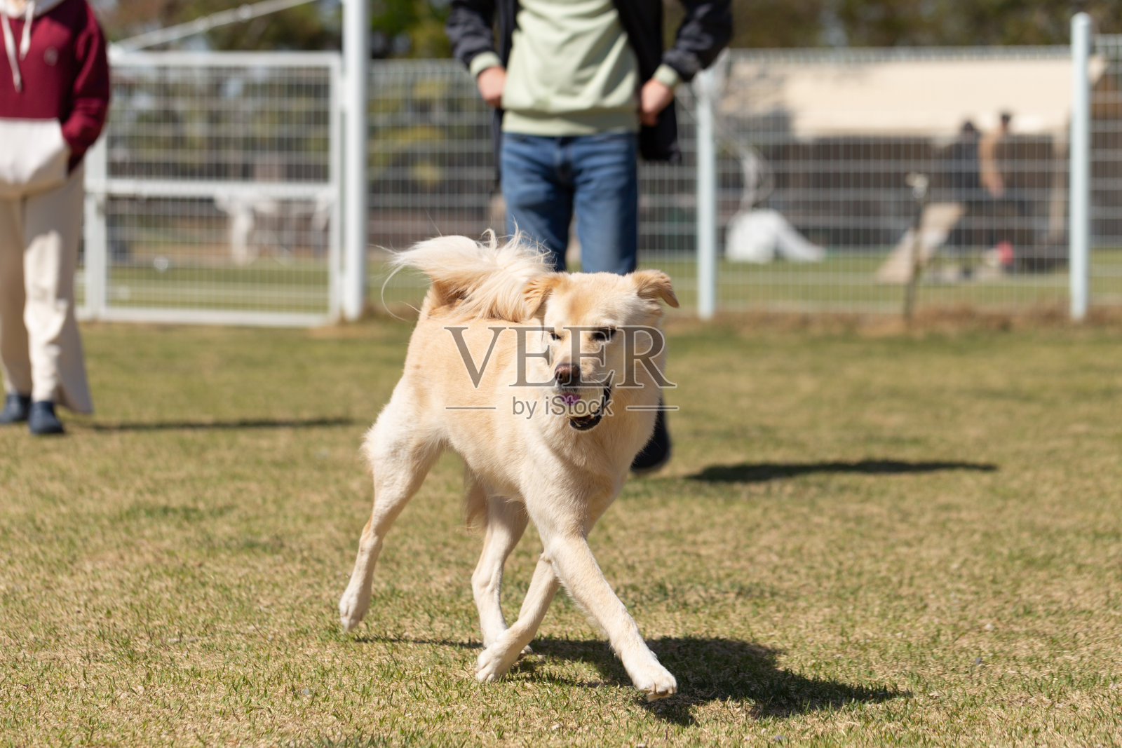 狗公园里的宠物狗照片摄影图片