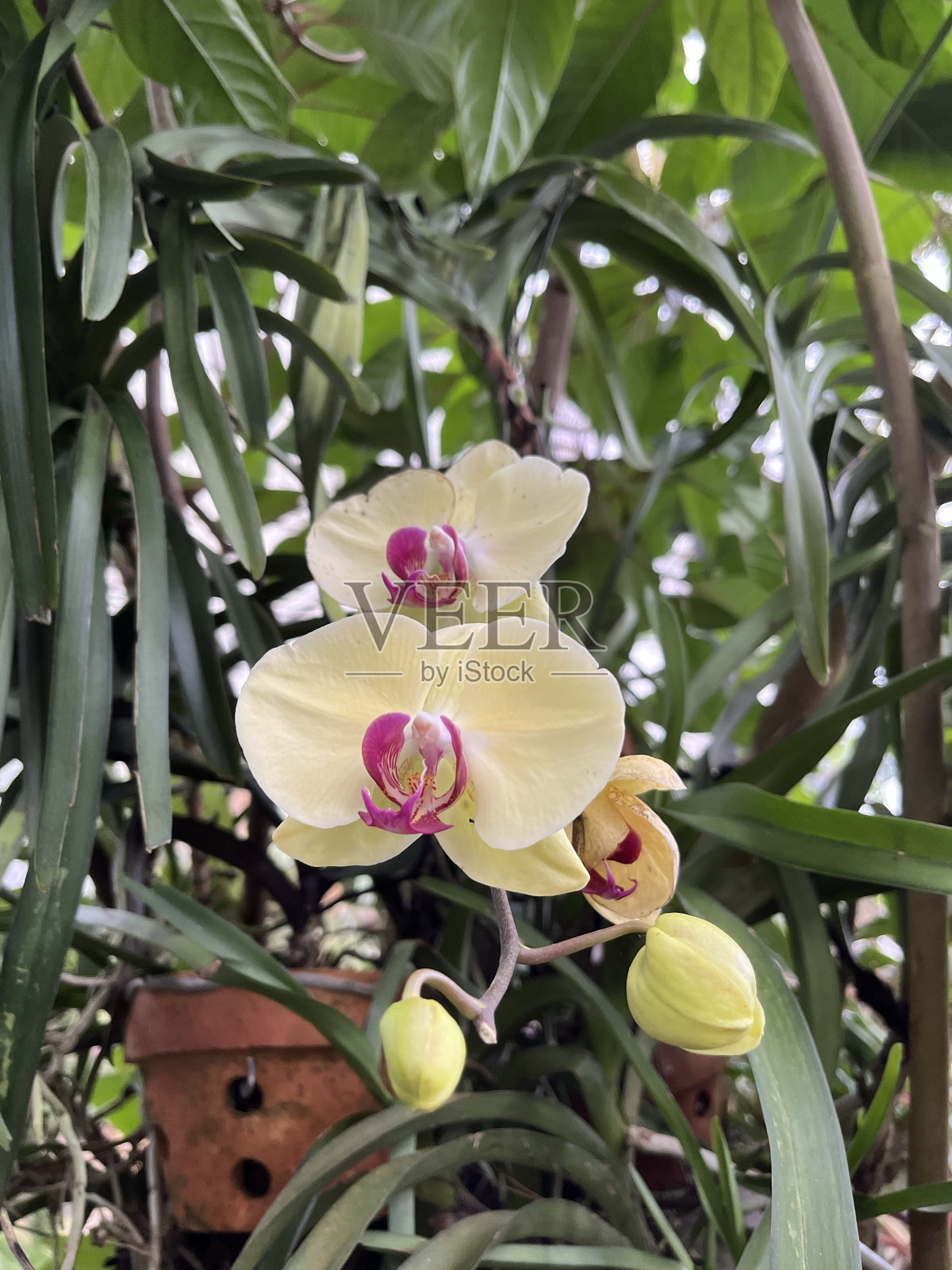 黄兰花照片摄影图片