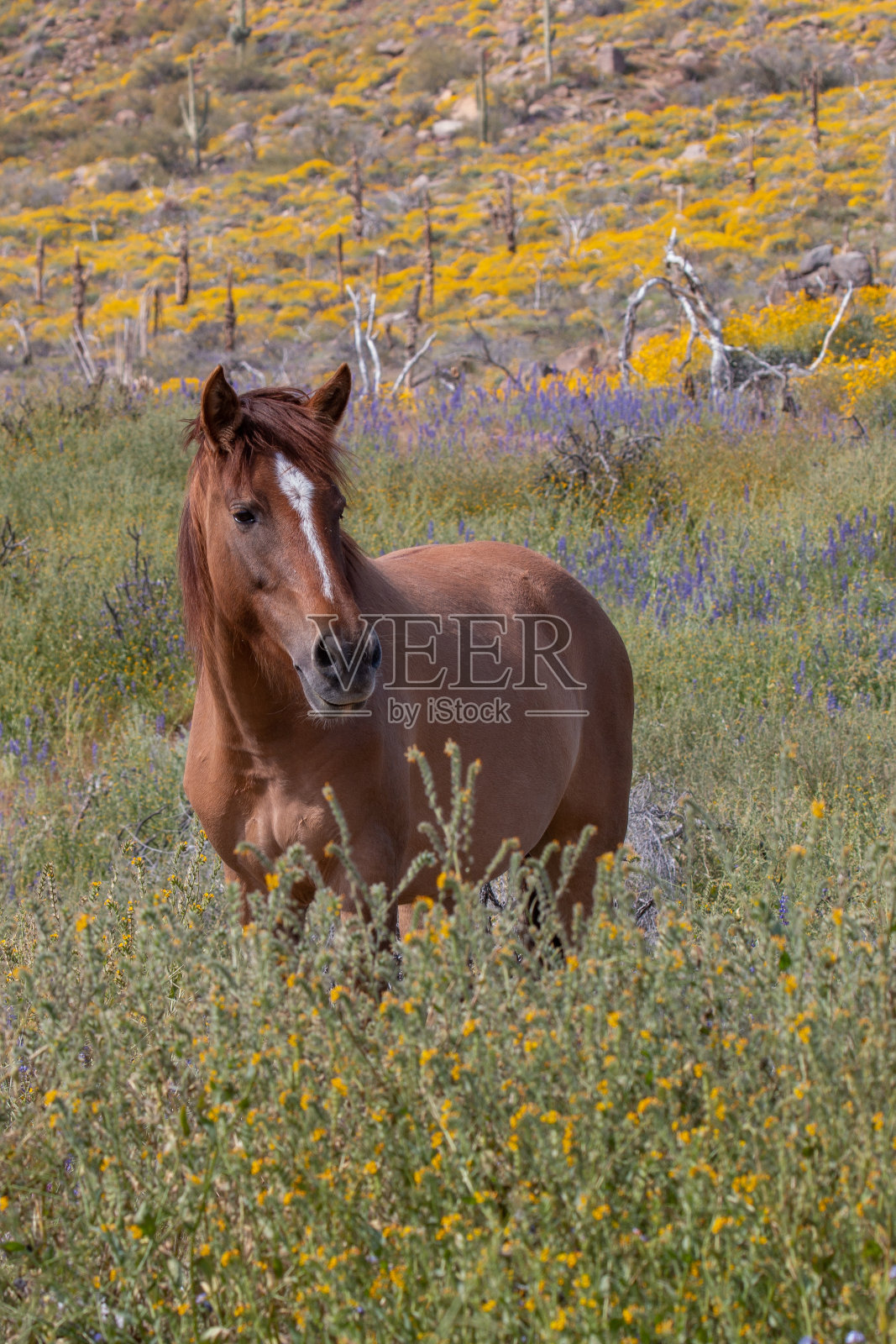 亚利桑那沙漠里春天的野马照片摄影图片