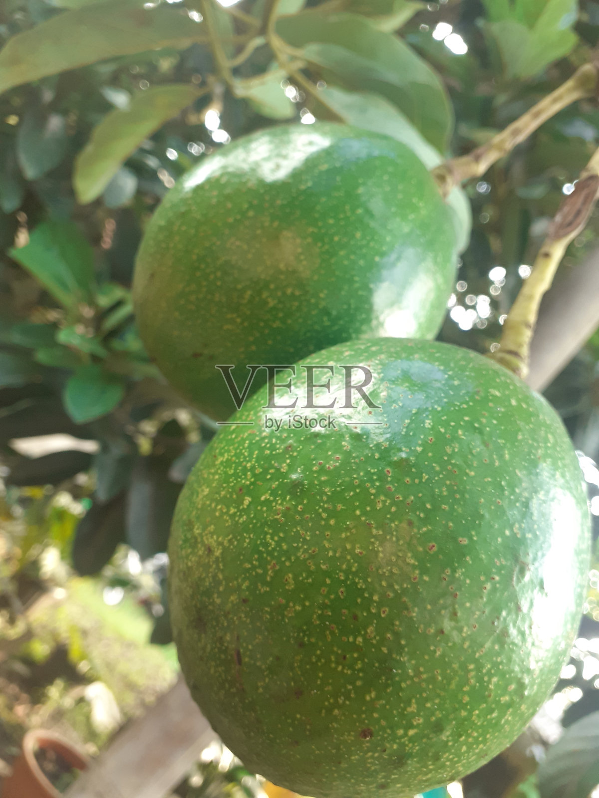 挂在树上的牛油果照片摄影图片