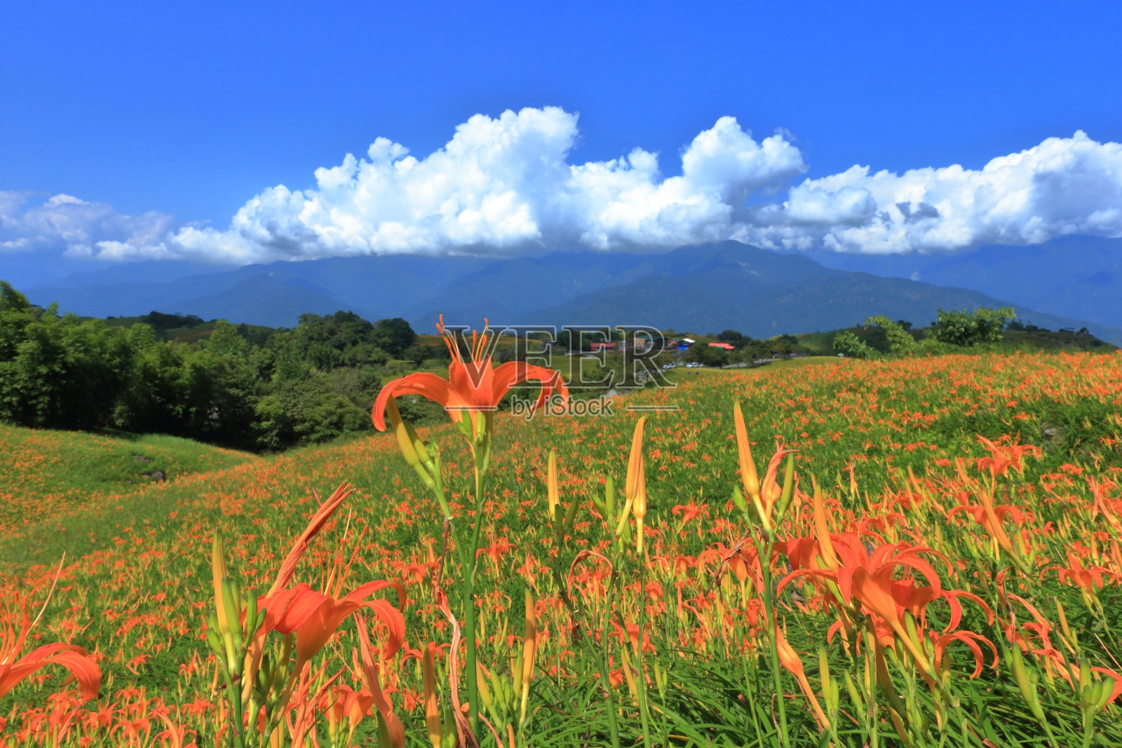 Daylily照片摄影图片