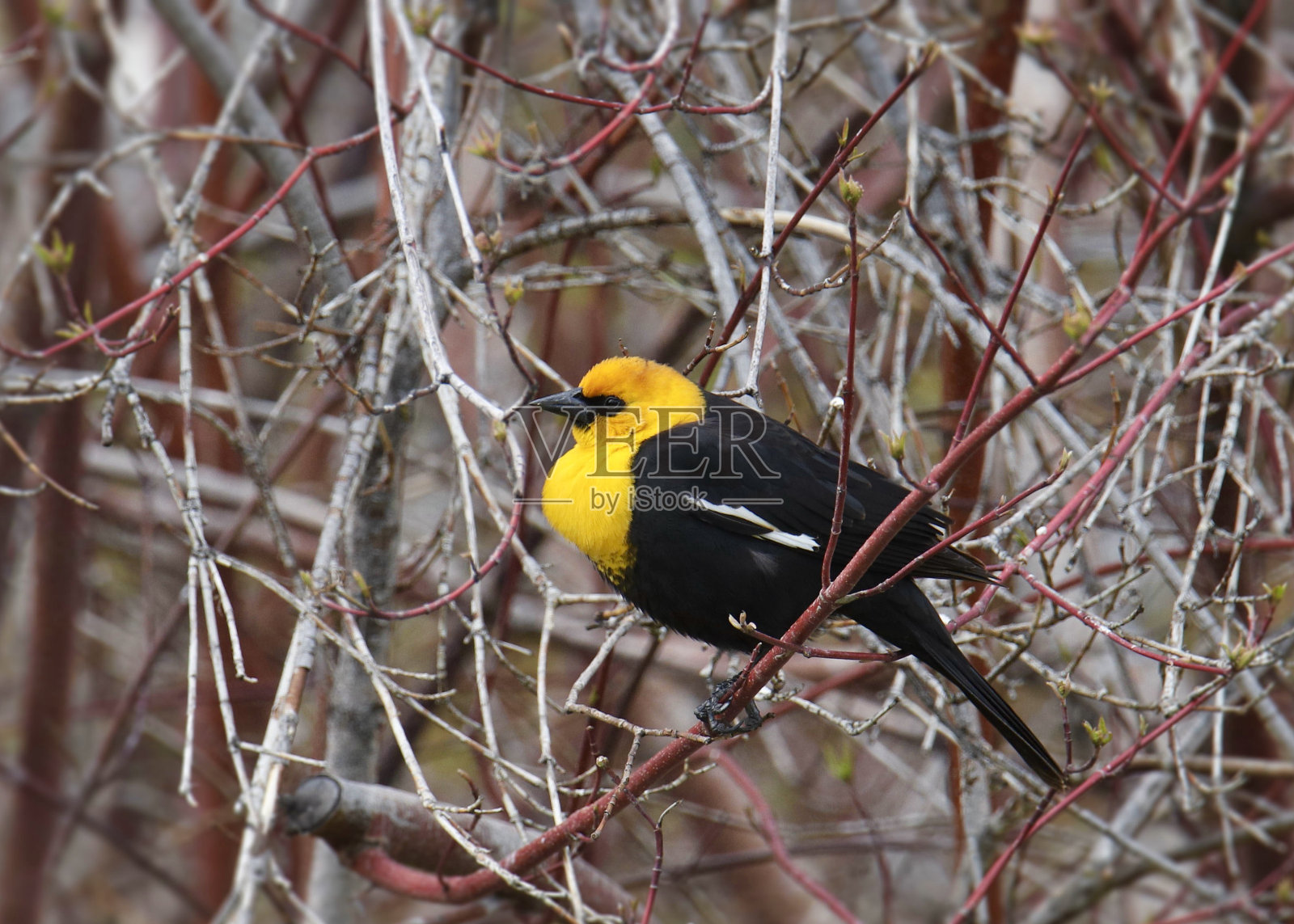 黄头黑鸟(雄性)(xanthocephalus xanthocephalus)栖息在一团藤蔓中照片摄影图片