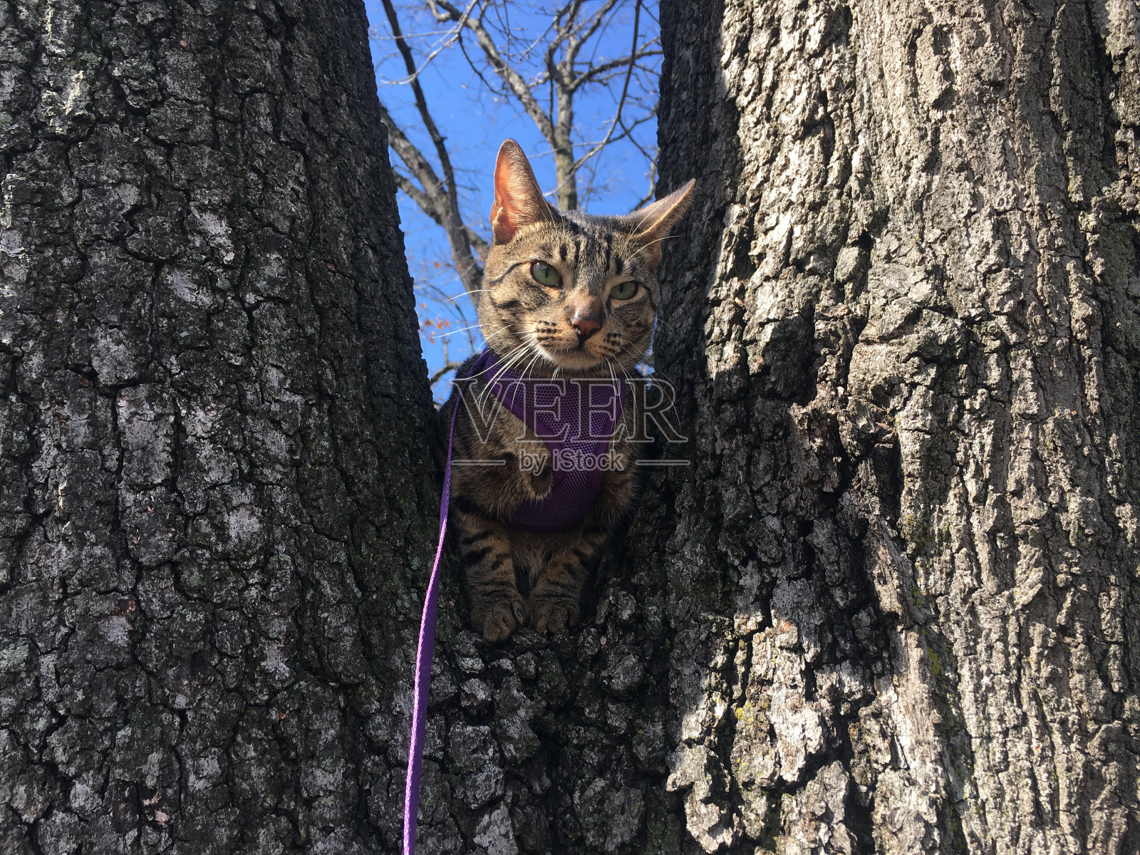 四月，纽约，树上的猫。照片摄影图片