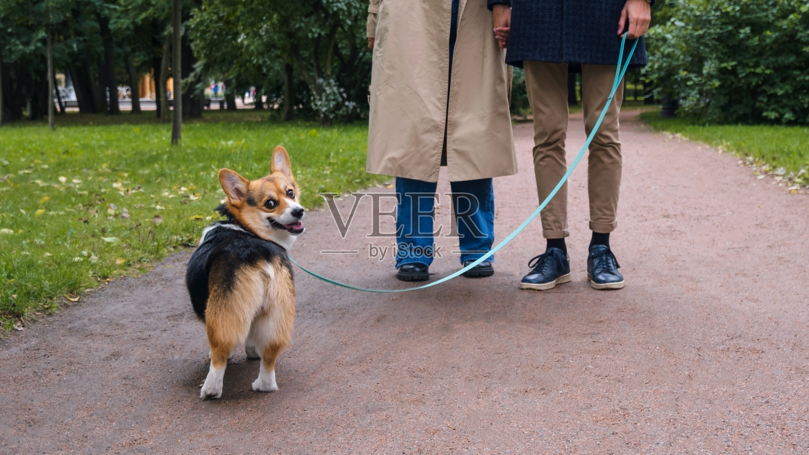 选择性地关注狗。一对年轻的男女牵着一只柯基狗在森林或公园里散步。高质量的照片像一个横幅。照片摄影图片