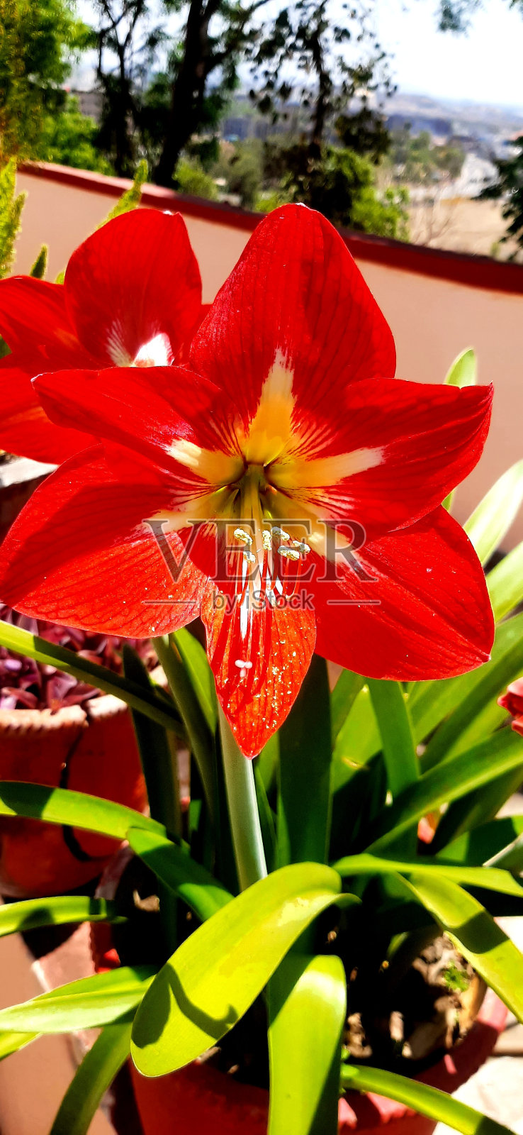 植物和花卉照片摄影图片