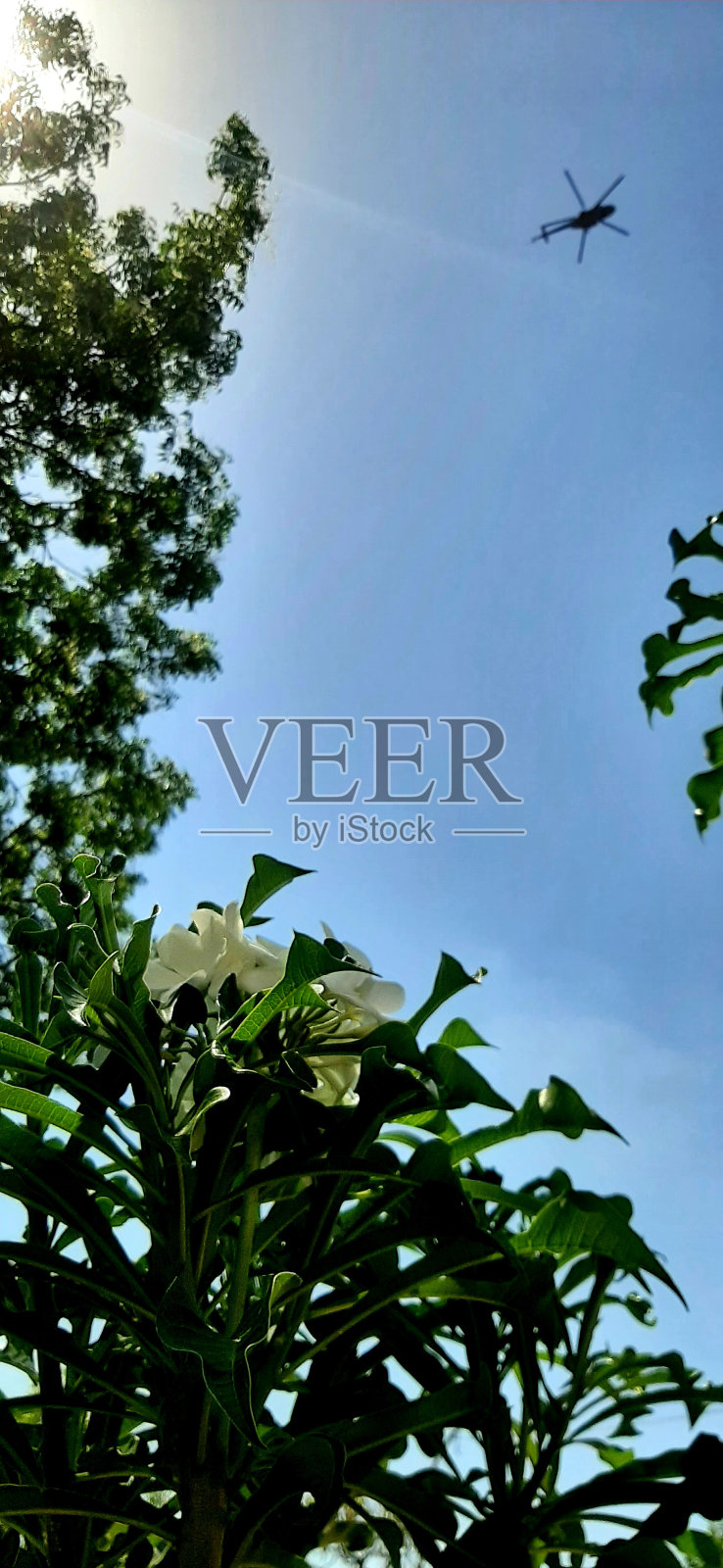 植物和花卉照片摄影图片