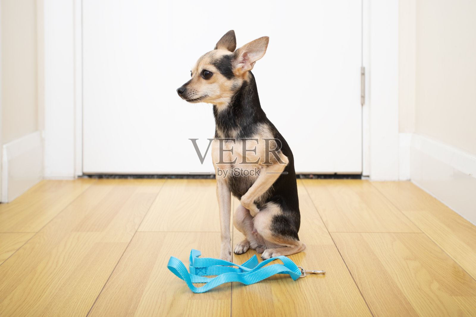 狗不想出去散步，拴着皮带的悲伤宠物坐在前门，一只心烦意乱的玩具梗呆在家里照片摄影图片