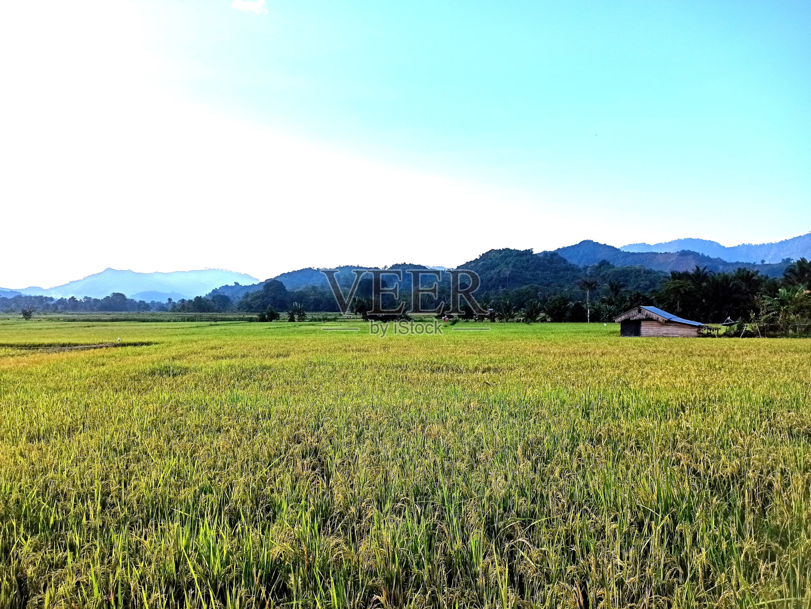 稻田照片摄影图片