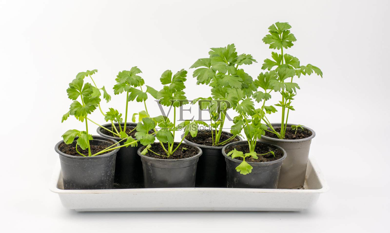 新鲜的有机芹菜生长在白色背景的花盆中照片摄影图片