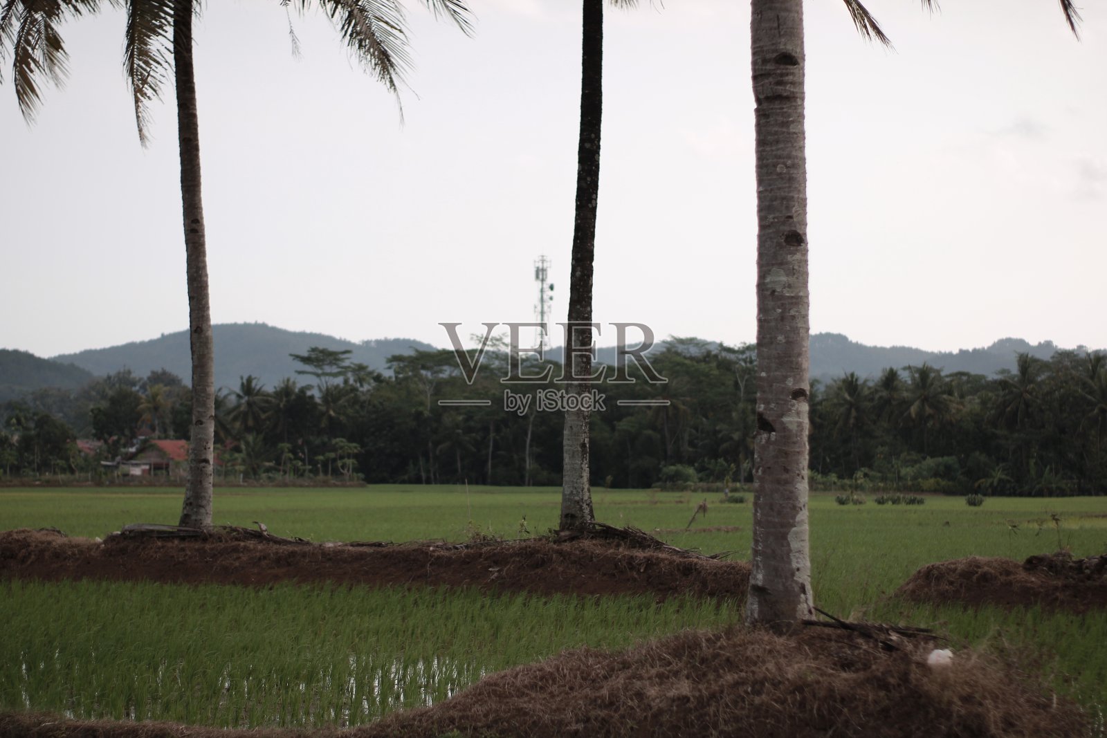 稻田或长满水稻和椰子的田地照片摄影图片