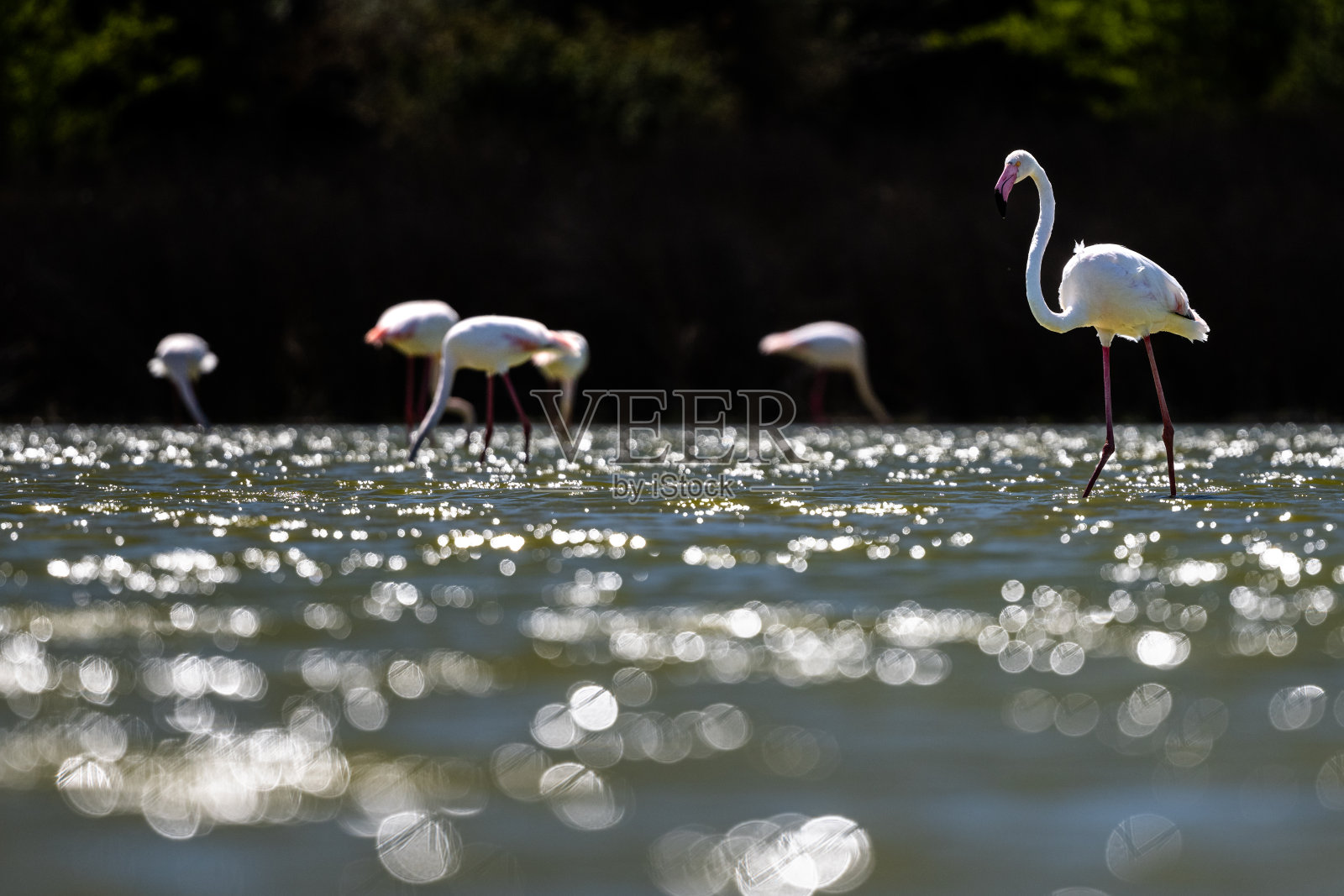 大火烈鸟，玫瑰凤蝶，石泉湖照片摄影图片