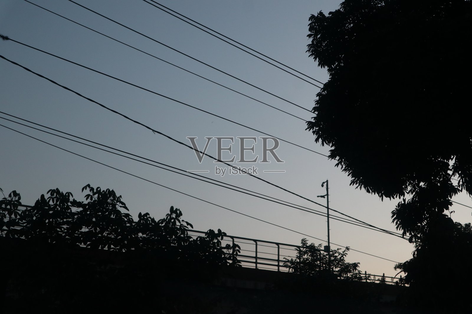 一棵树和电缆孤零零地映衬着夜空照片摄影图片