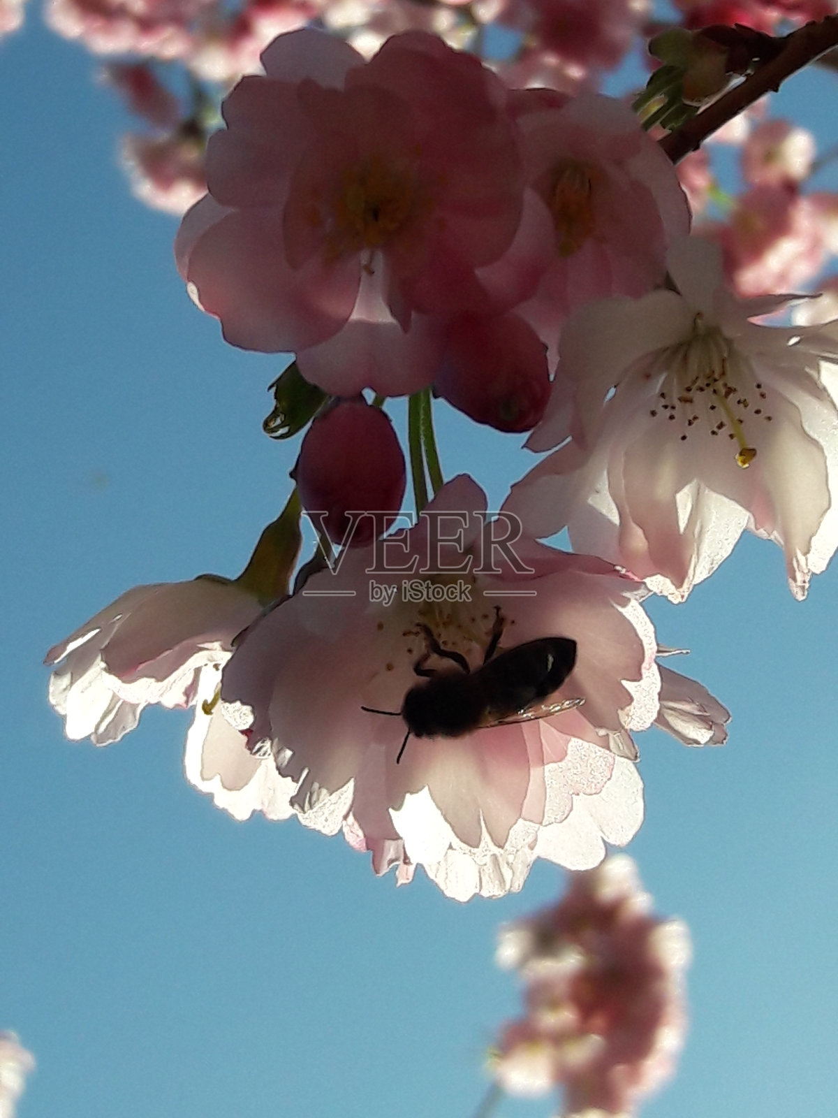 樱花与蜜蜂照片摄影图片