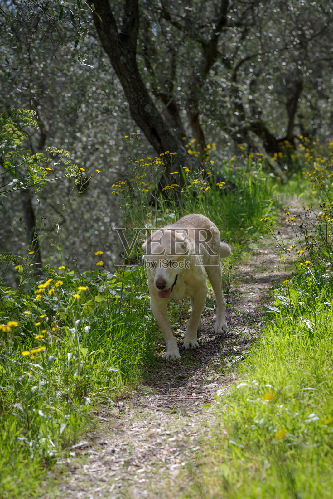高级拉布拉多犬在人行道上照片摄影图片