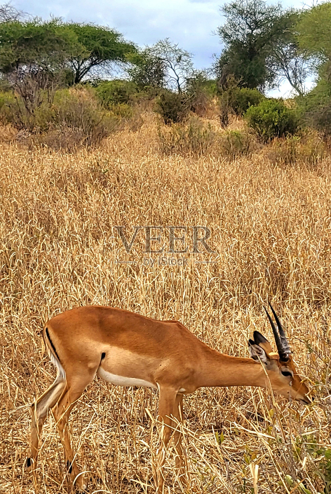 在大草原照片摄影图片