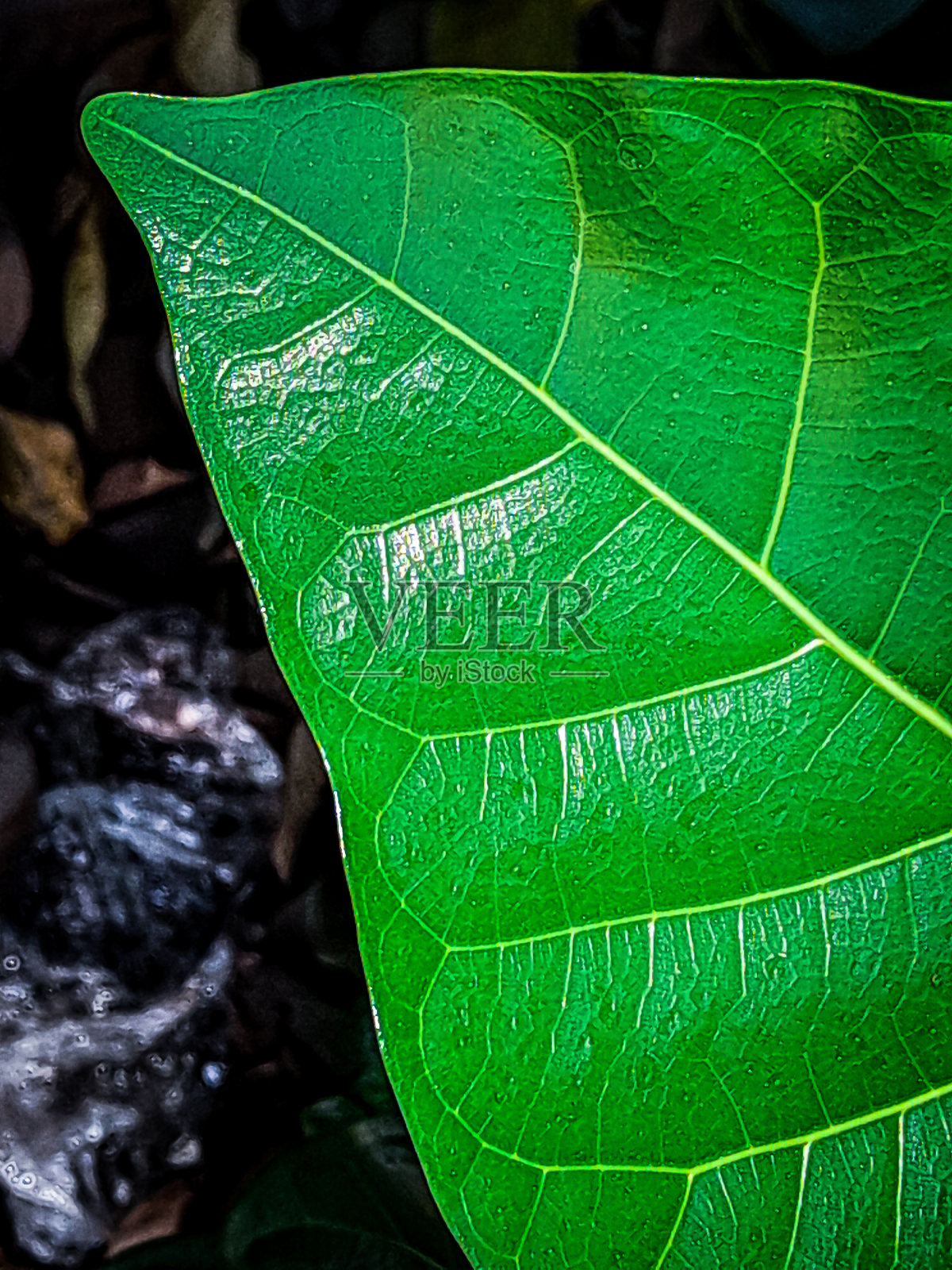 叶结构照片摄影图片
