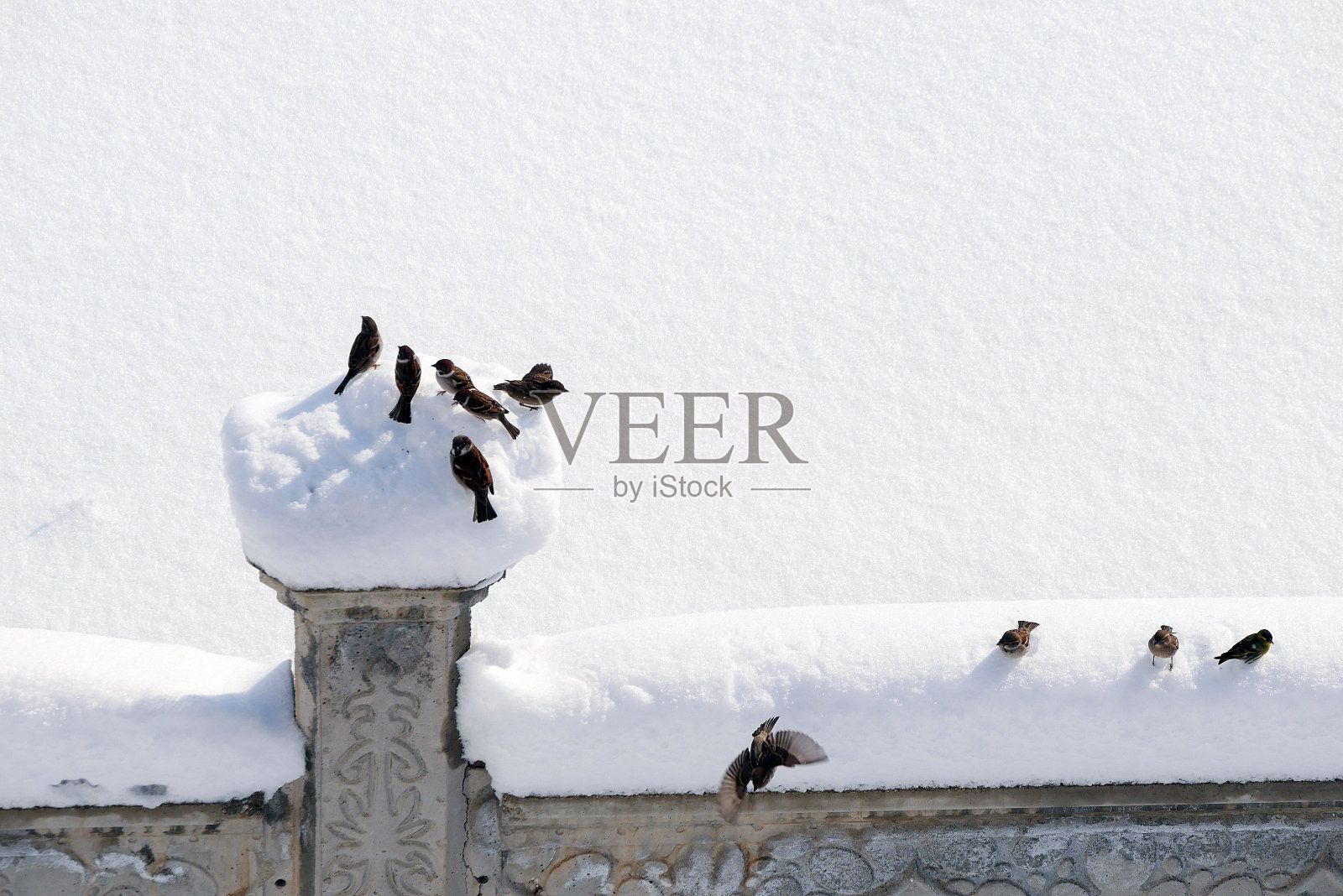 麻雀在冬天收集和喂食饲料，麻雀在自然生活中，麻雀在冬天的雪下寻找食物，照片摄影图片