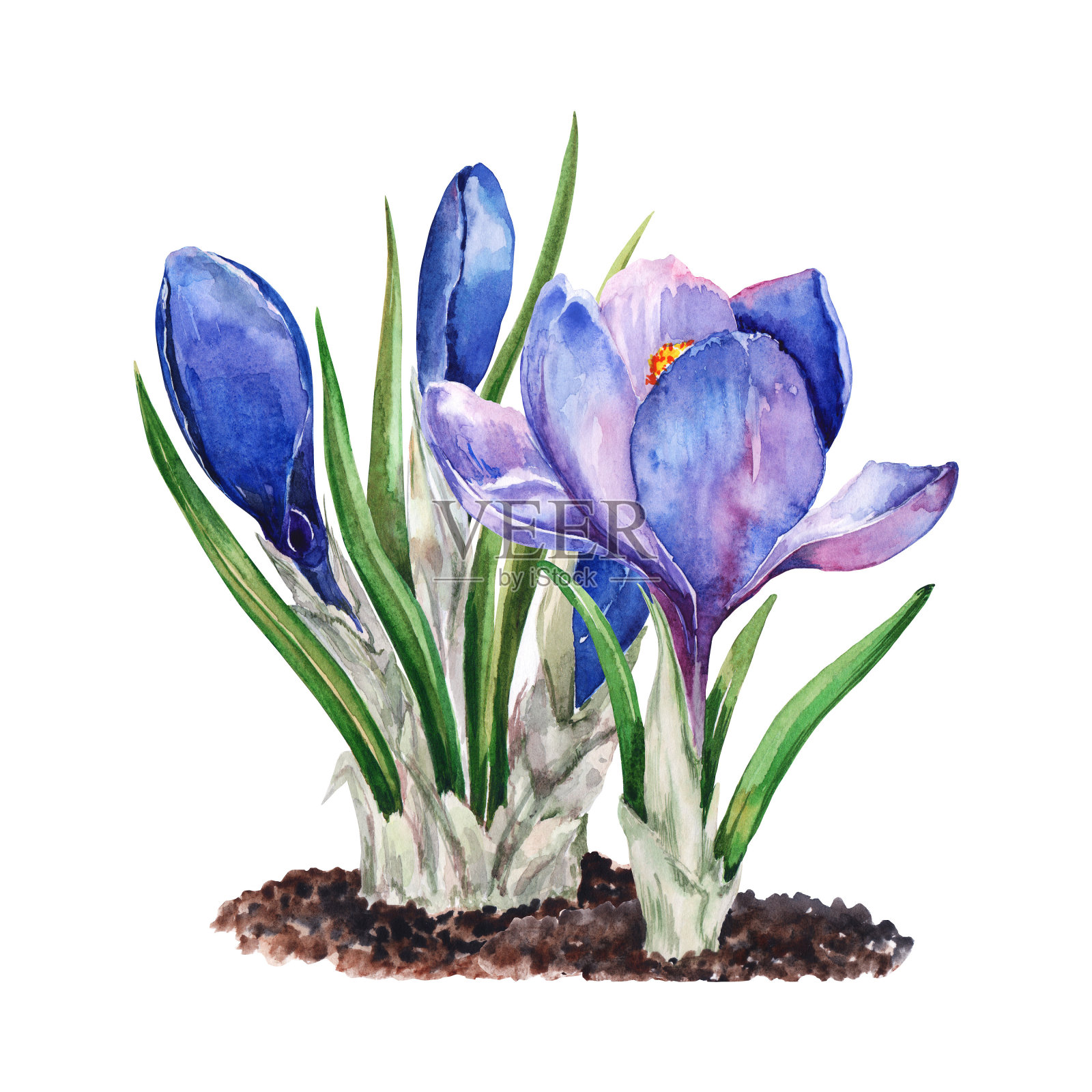 报春花的开花。花草地上有春天的番红花，精致的雪花莲。手绘水彩插图孤立在白色背景的卡片，复活节，妇女节，横幅，印刷。插画图片素材