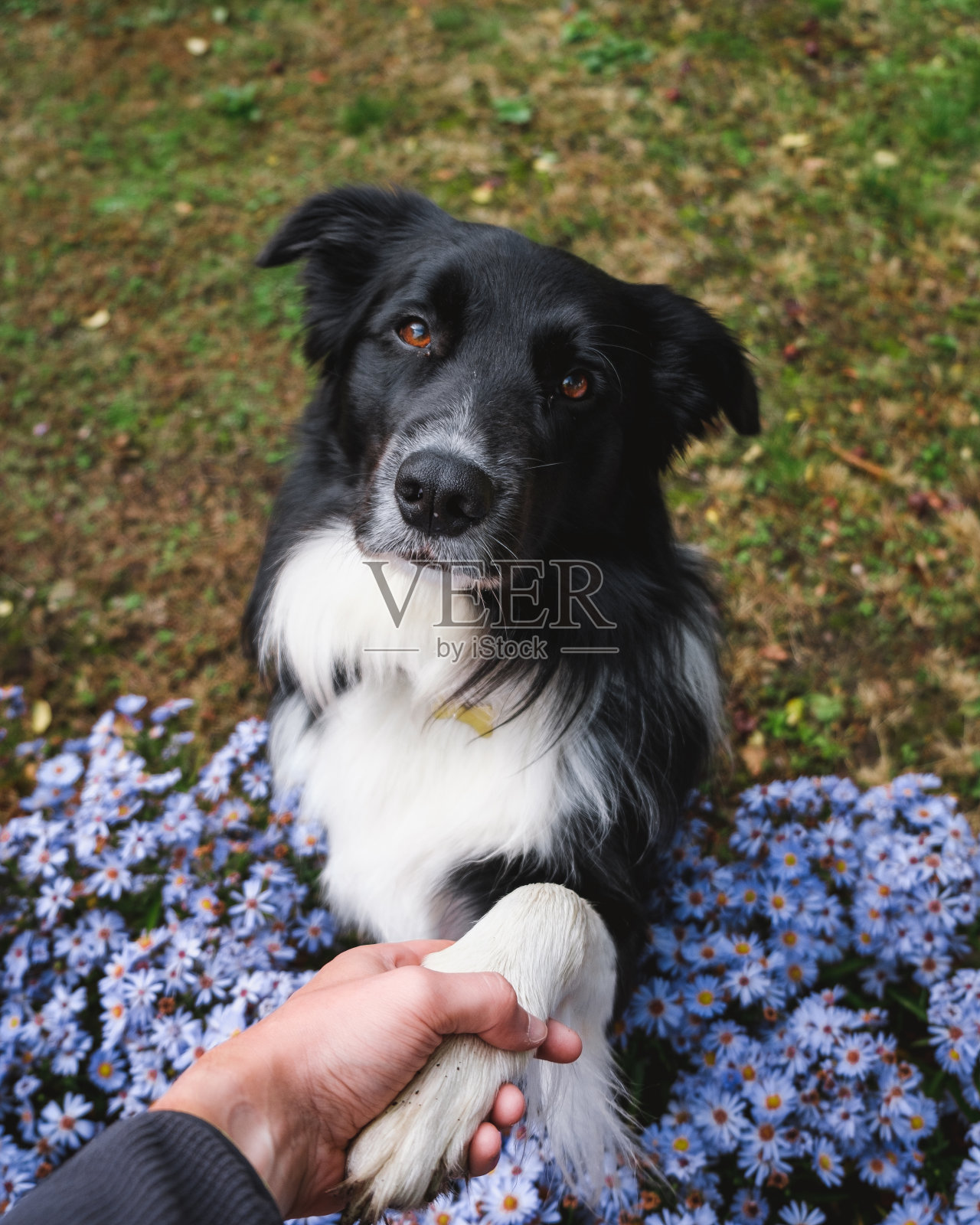 男子握着一只黑白相间的边境牧羊犬的爪子照片摄影图片