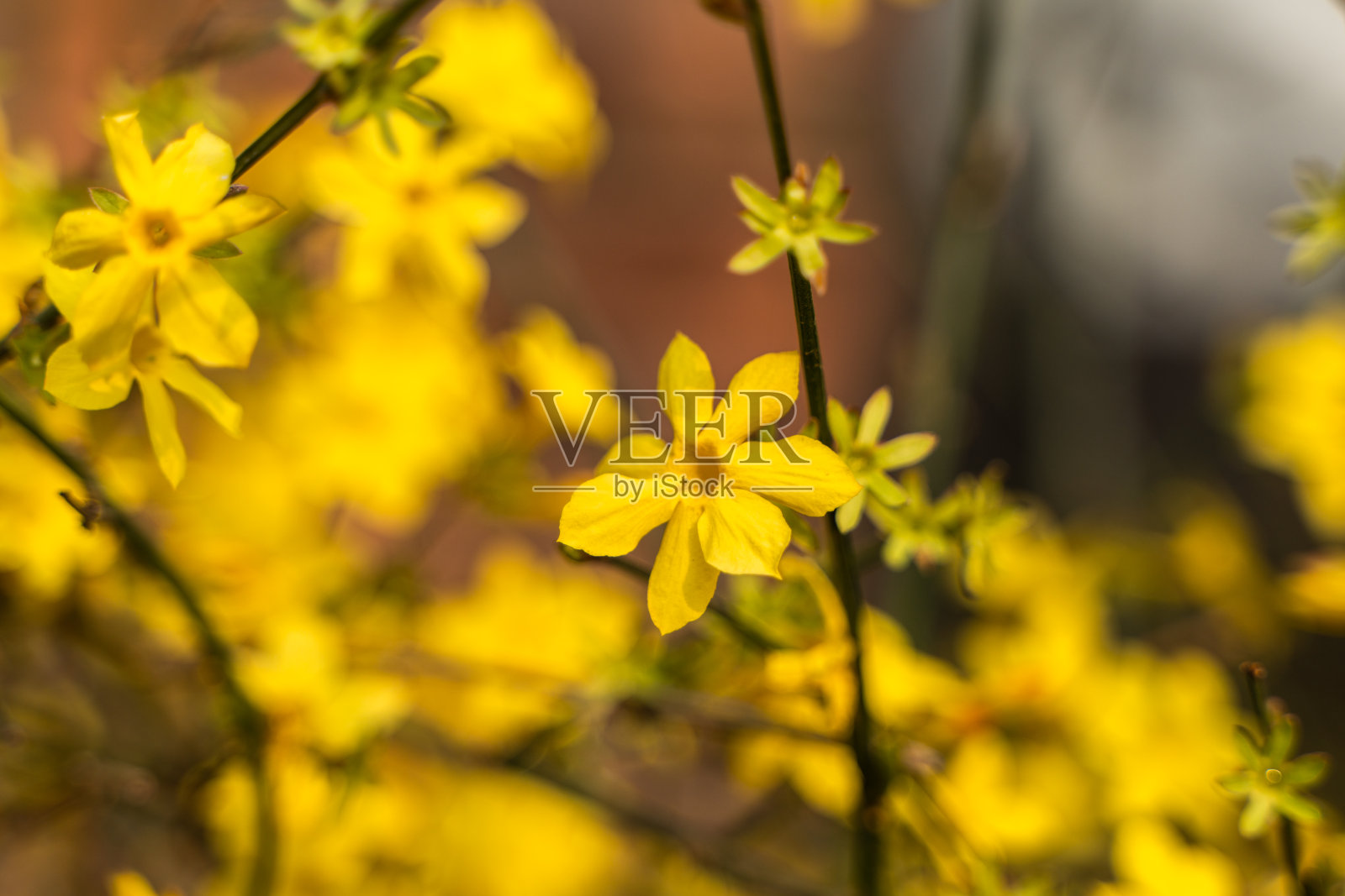 迎春花春游小黄花假日游照片摄影图片